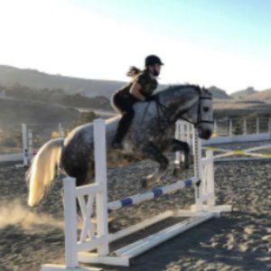 ISO - nwt - equestrian sun shirts! sz. large